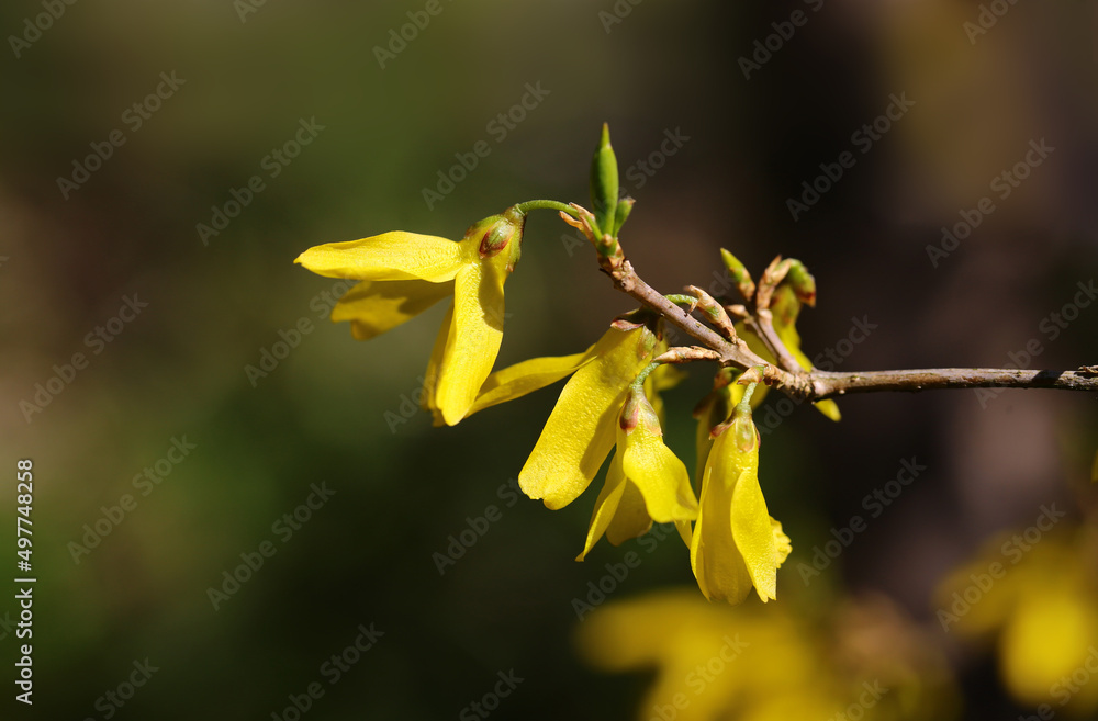 Spring yellow forsythia flower. Spring yellow forsythia flower.