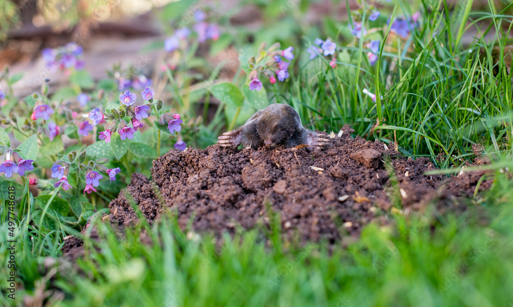A little black mole came out of the hole in the front yard among spring flowers A little black mole came out of the hole in the front yard among spring flowers