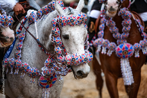 cavallo bianco con tutte le bardature in occasione di una festa tradizionale del paese