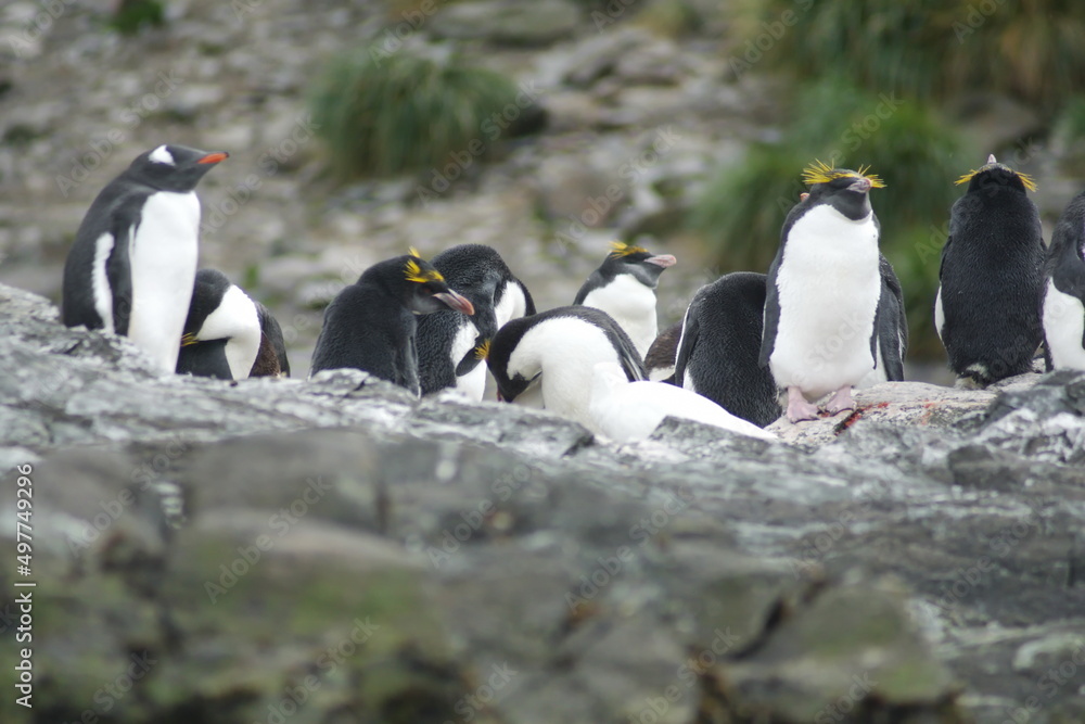 Obraz premium Macaroni penguins (Eudyptes chrysolophus) on a rock at Coopers Bay, South Georgia Island