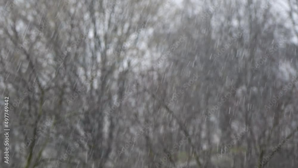 Slowly falling snow in calm weather against the background of tree branches. Slowly falling snow in calm weather against the background of tree branches.