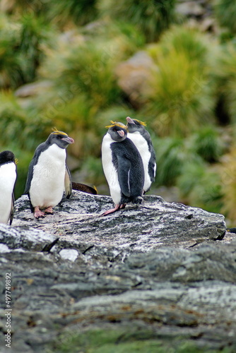Macaroni penguins (Eudyptes chrysolophus) on a rock at Coopers Bay, South Georgia Island
