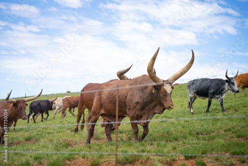 Ankole Longhorn Cattle breed, Kwazulu-Natal Midlands, South Africa photo
