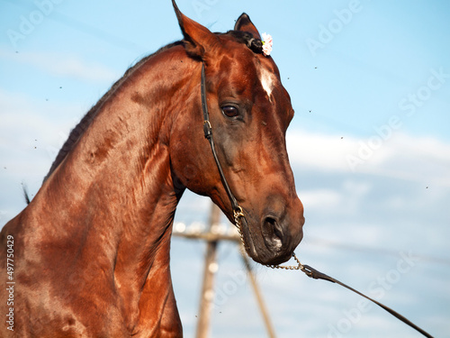 portrait of beautiful bay sportive stallion rareing against sky background. close up