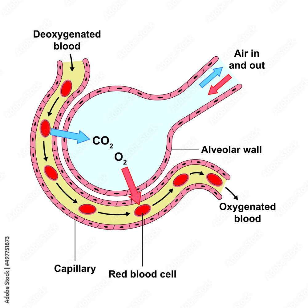 Scientific Designing of Alveoli Structure And Function. Alveolus Gas