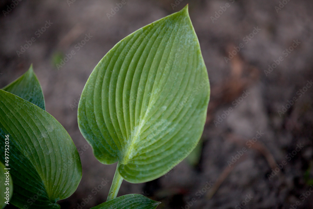 Greenery captured from a garden in Ontario, Canada. Greenery captured from a garden in Ontario, Canada.