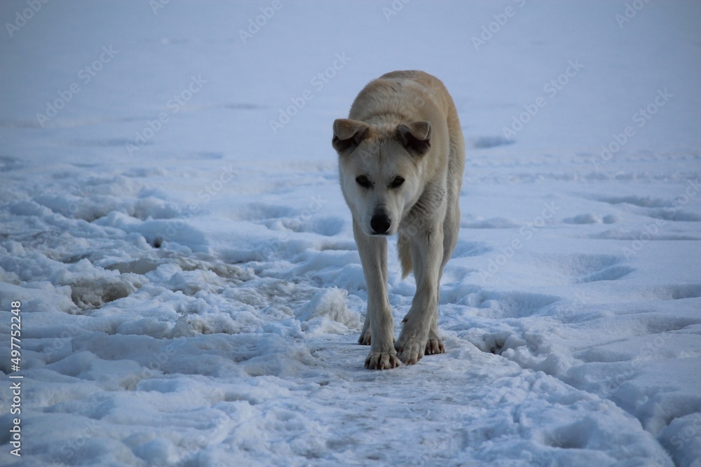 Obraz premium dog in snow