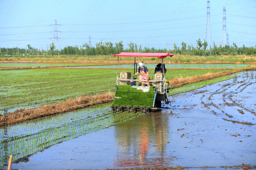 Fototapeta premium Farmers planting rice in field by using rice planting machine.