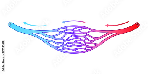 Scientific Designing of Blood Vessels Structure. Capilary Blood Flow in Circulatory System. Colorful Symbols. Vector Illustration. photo