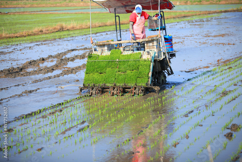 Farmers planting rice in field by using rice planting machine.