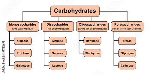 Carbohydrates Types. Carbohydrates And Its Types. Vector Illustration. photo