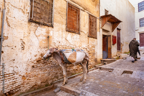 Scorcio della Medina a Fez in Marocco con un mulo legato in primo piano  photo