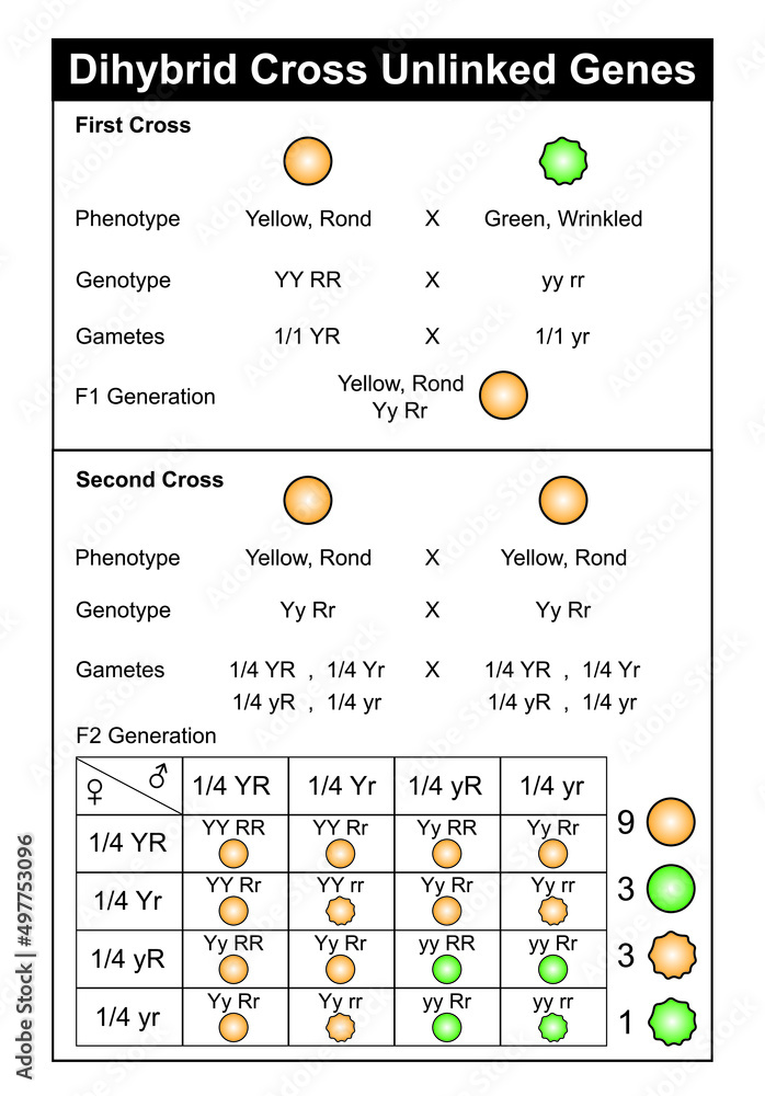 Scientific Designing Of Anemia Symptoms. Normal And Anemia Blood ...