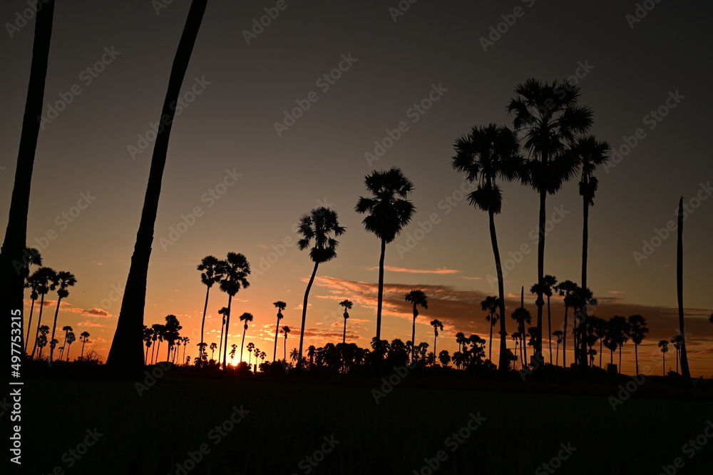 Silhouette of a landscape of sugar toddy palm trees in rice fields and a deep blue sky with white clouds scattered as the sun rises. The natural beauty of the sky at rising sun in rice paddies

