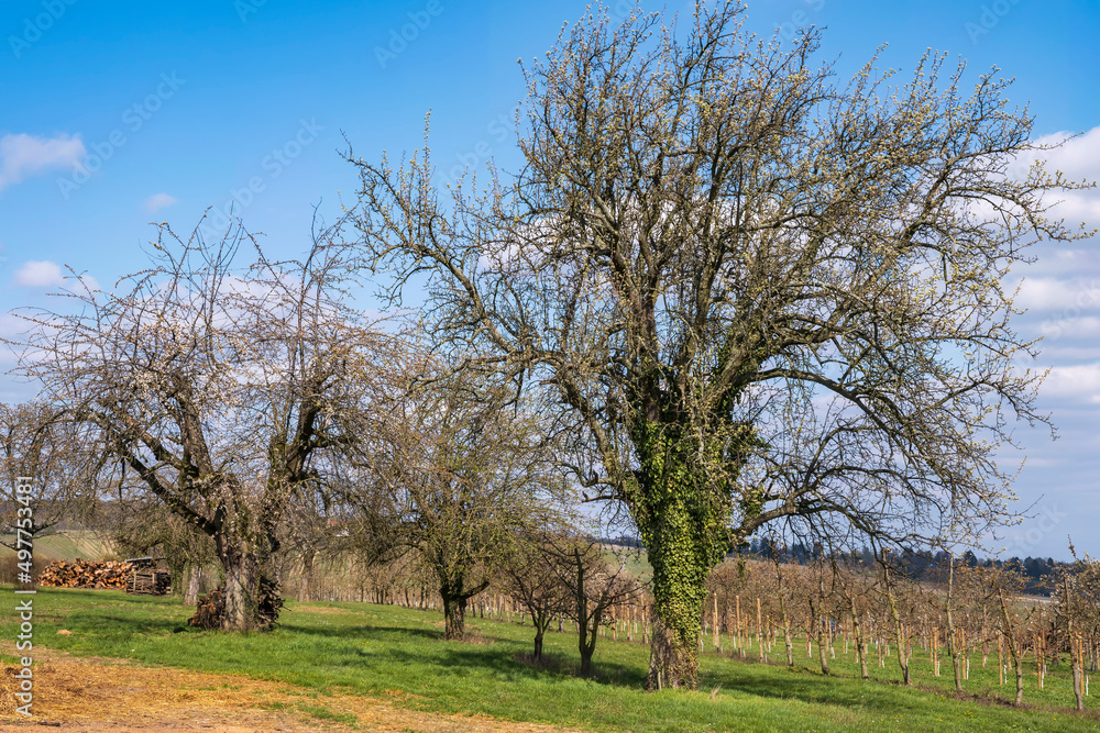 Old knotty cherry trees in an orchard near Wiesbaden/Germany Old knotty cherry trees in an orchard near Wiesbaden/Germany