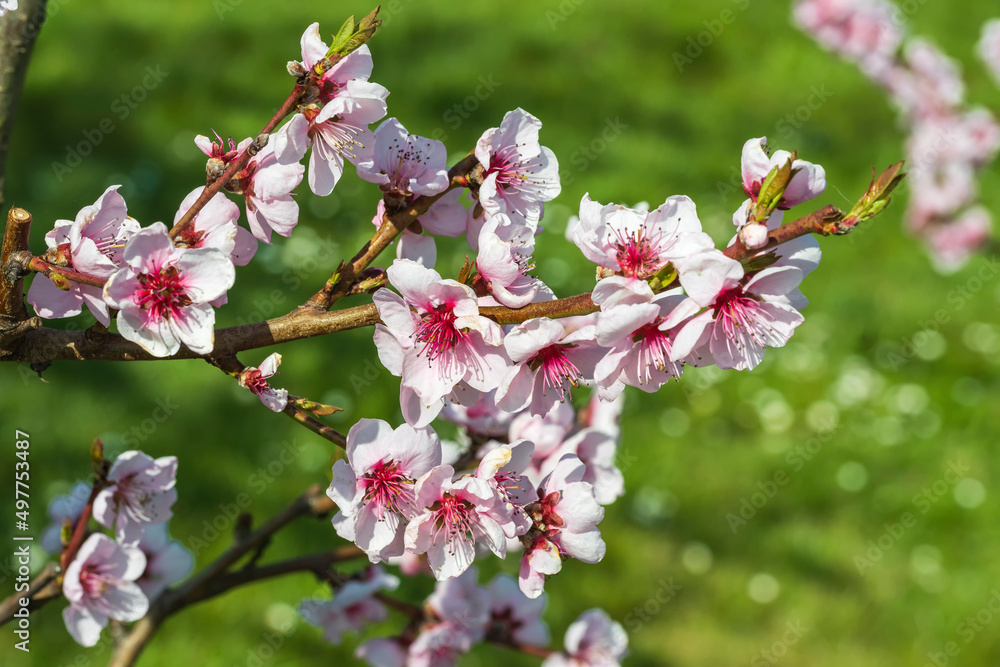 Close-up of a branch with pink cherry blossoms near Wiesbaden/Germany Close-up of a branch with pink cherry blossoms near Wiesbaden/Germany