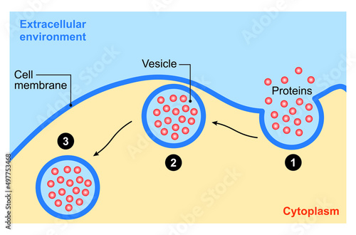 Scientific Designing Of Endocytosis Process. Colorful Symbols. Vector Illustration. photo