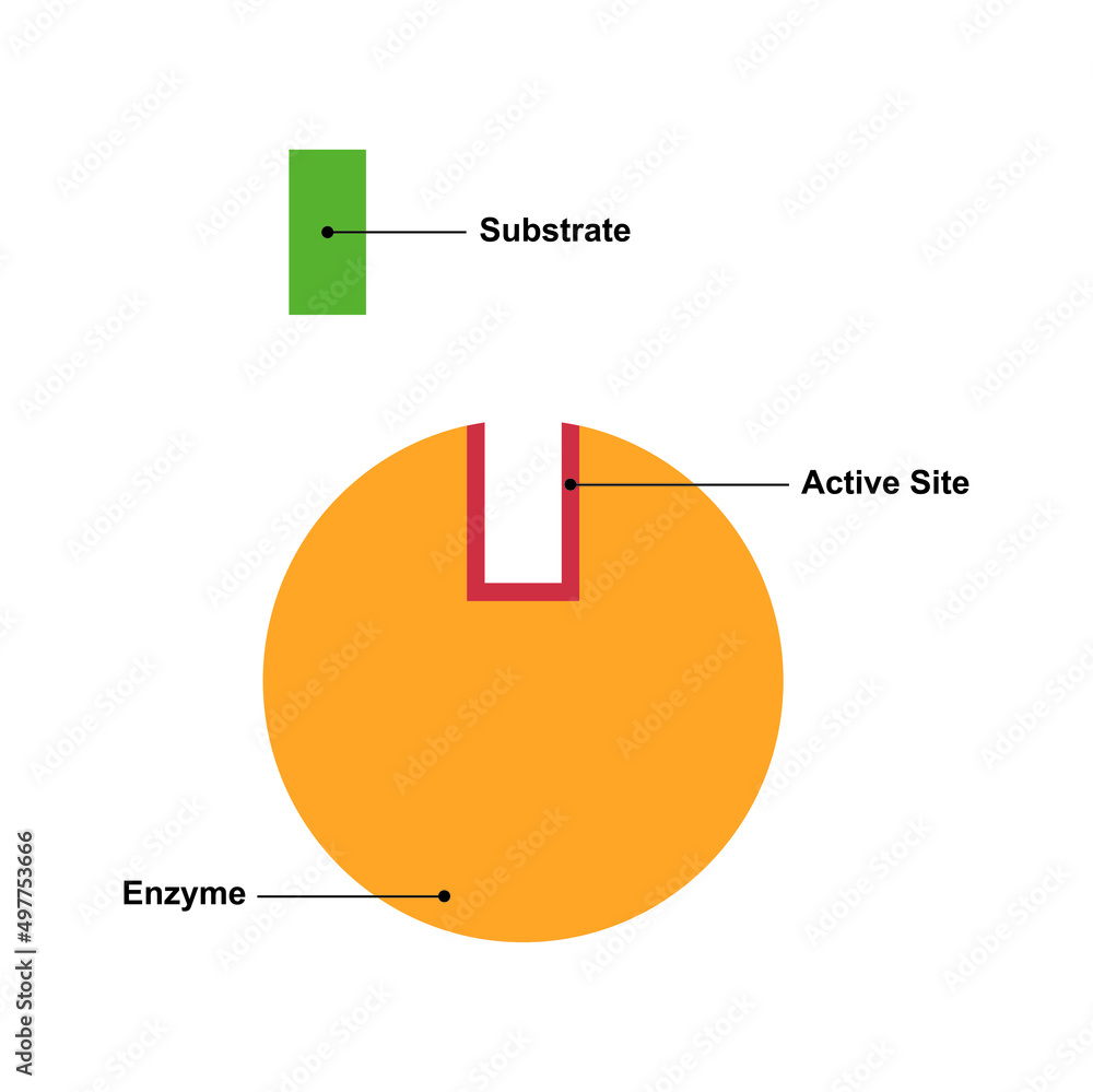 Title Scientific Designing Of Enzyme Function Mechanism. Vector
