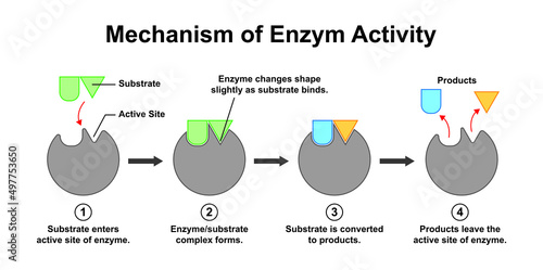 Scientific Designing Of Enzyme Function Mechanism. Vector Illustration. photo