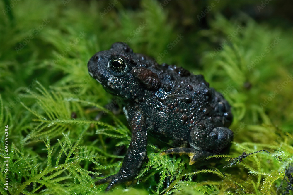 Closeup on a juvenile dark colored Western toad , Anaxyrus boreas sitting on green moss Closeup on a juvenile dark colored Western toad , Anaxyrus boreas sitting on green moss