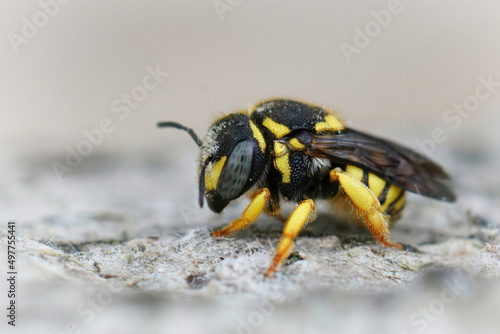 Closeup on female European rotund resin bee, Anthidiellum strigatum, sitting on wood
