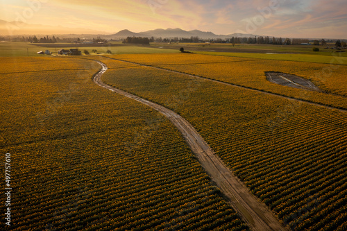 Aerial Sunrise View of Daffodil Fields in the Skagit Valley  Washington. Colorful yellow daffodils carpet this agricultural area known for producing the most daffodil bulbs in the country.