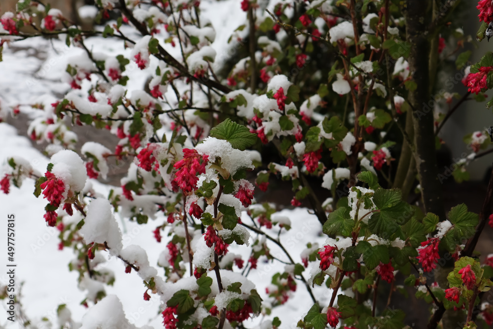 Blutjohannisbeere, Johannisbeere, Blüte, Blüten, Frühling, Hecke, Strauch, Garten, Bienen, Hummeln Blutjohannisbeere, Johannisbeere, Blüte, Blüten, Frühling, Hecke, Strauch, Garten, Bienen, Hummeln