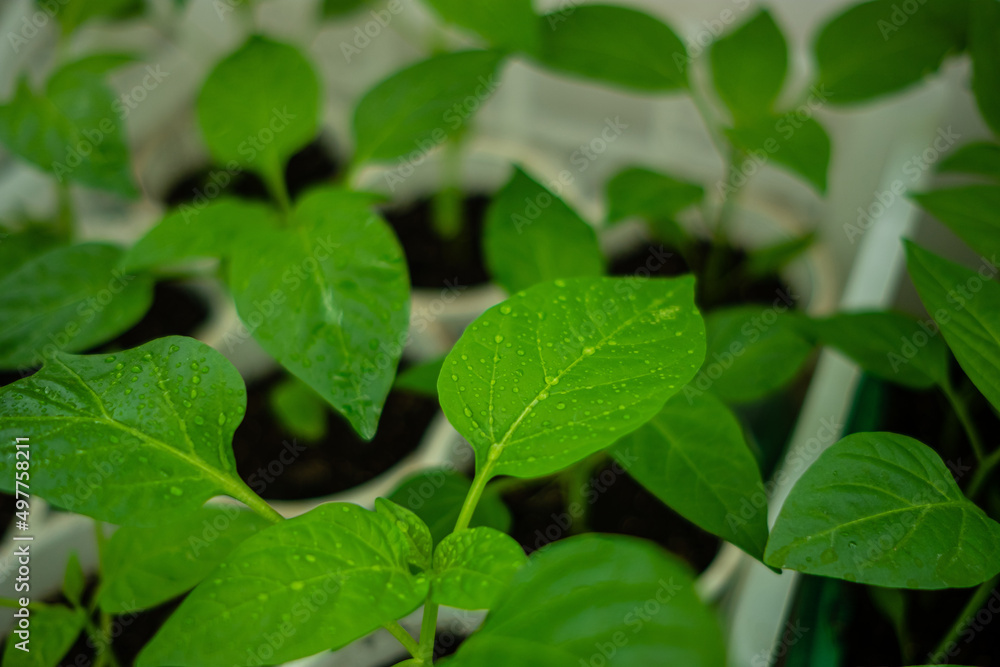 Green young chili pepper seedlings in container on balcony. Growing vegetables bell pepper sprouts from seeds at home. Green young chili pepper seedlings in container on balcony. Growing vegetables bell pepper sprouts from seeds at home.