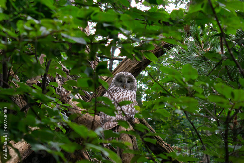 Ural owl sitting on a branch in the zoo