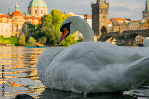 swan on the river