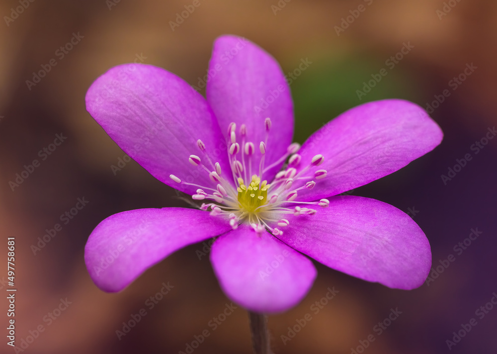 Fototapeta premium Liverwort Hepatica nobilis flowers on a forest floor on sunny afternoon. Spring purple flowers Hepatica nobilis in the forest. Pink flowers of Hepatica Nobilis close-up