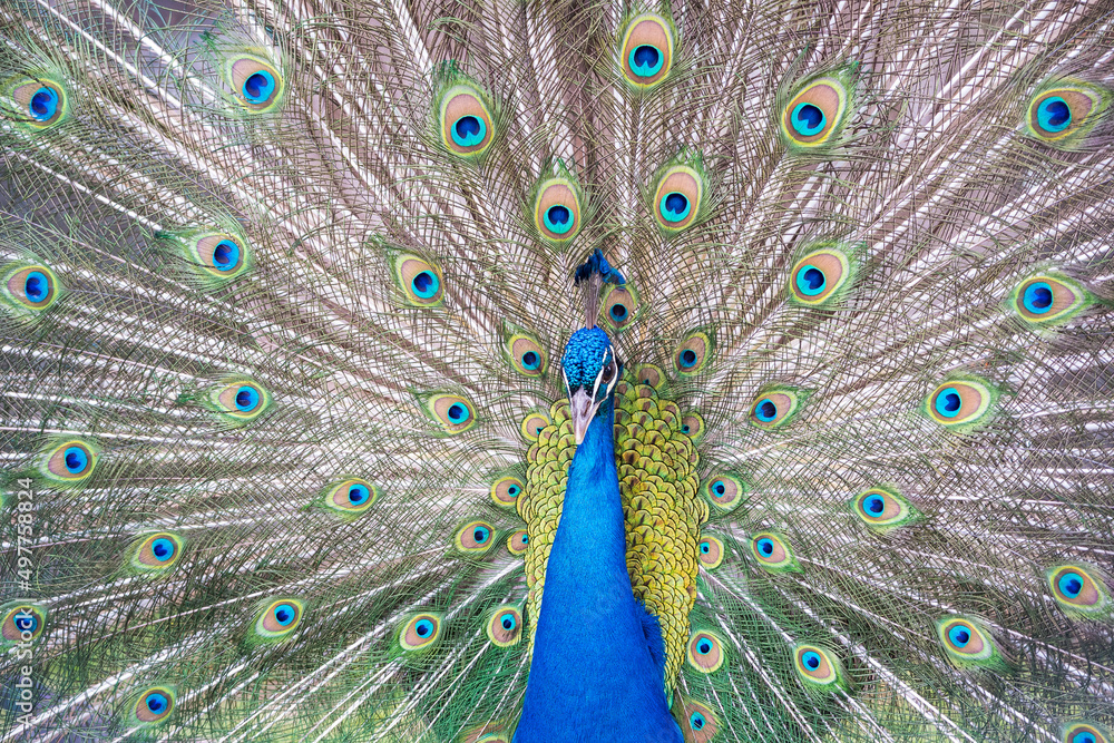 Obraz premium Peacok displaying its beautiful feathers