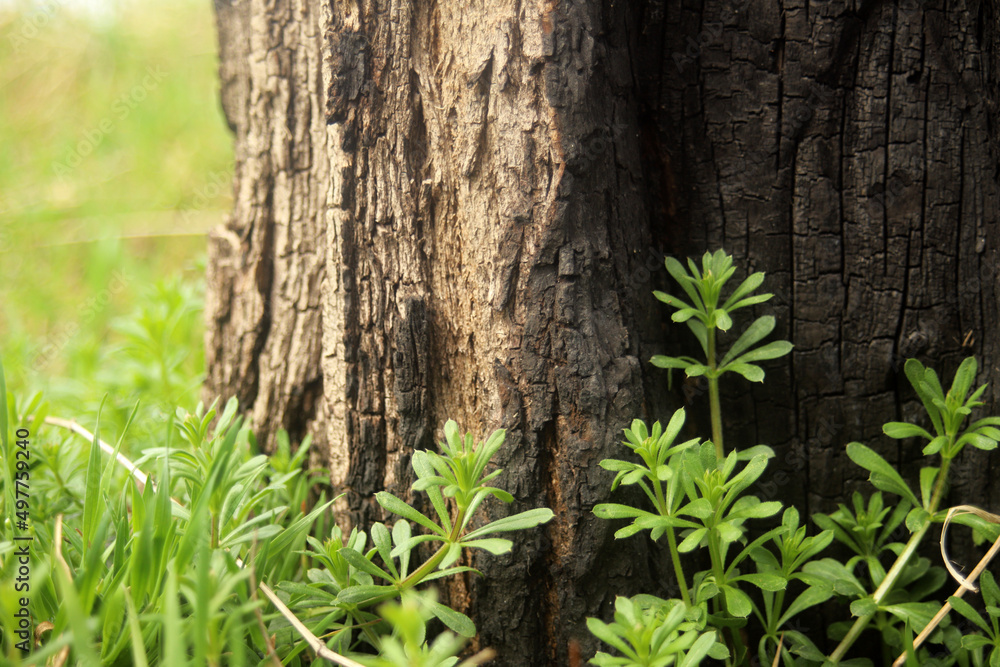 burnt tree and young green grass texture burnt tree and young green grass texture