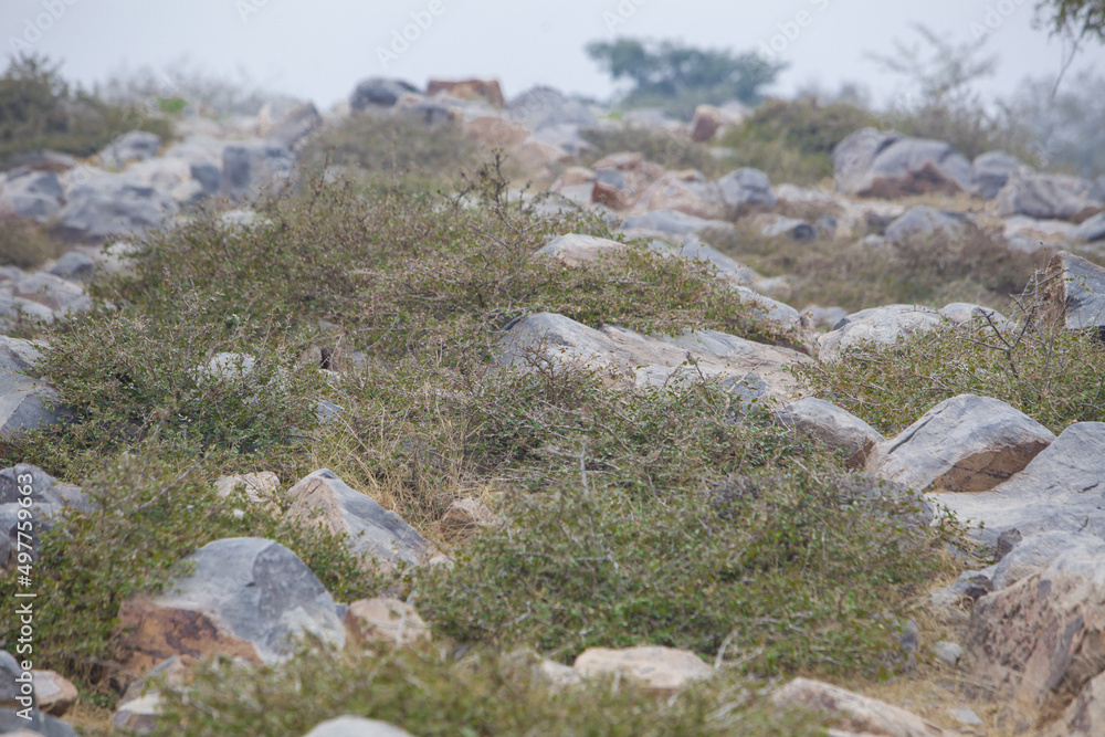 thorny vegetation on the rocky surface of the sacred Indian hill govardhan thorny vegetation on the rocky surface of the sacred Indian hill govardhan
