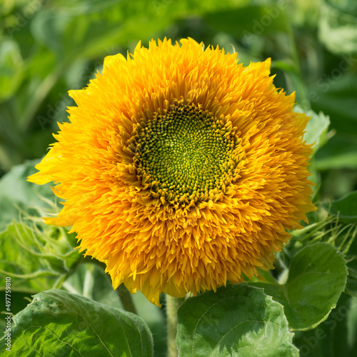 Decorative sunflower Teddy Bear