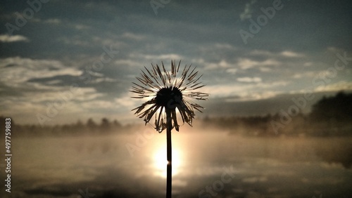 Dandelion dawn