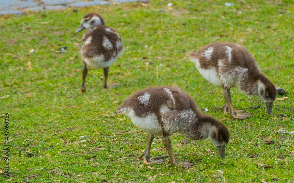 Küken auf Wiese Küken auf Wiese