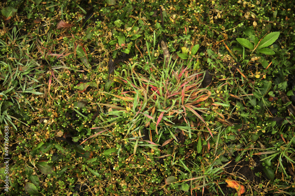 green moss on the ground green moss on the ground