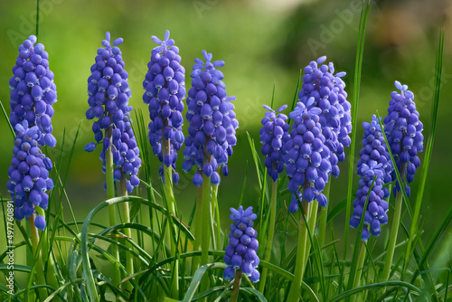 Bloom o the Violet Grape hyacinth (Muscari) flowers in the spring season.