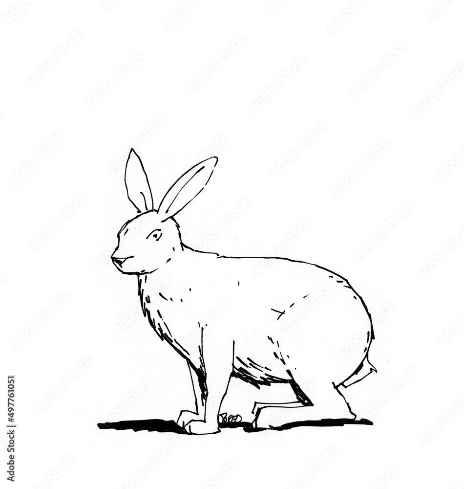 Wildtiere - Hase, Strichzeichnung Wildtiere - Hase, Strichzeichnung