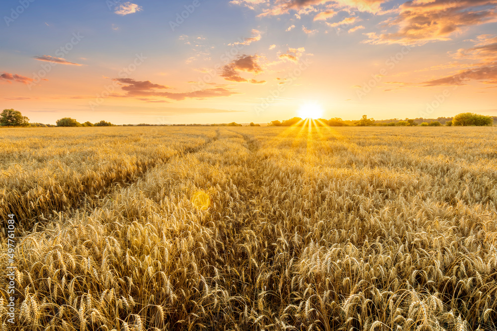 Amazing view at beautiful summer golden wheaten field with beautiful sunny sky on background, rows leading far away, valley landscape