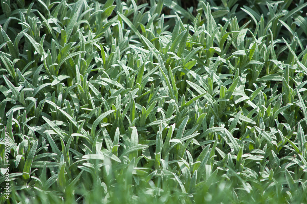 Silver gray evergreen foliage of Cerastium tomentosum also called Snow-in-summer Silver gray evergreen foliage of Cerastium tomentosum also called Snow-in-summer