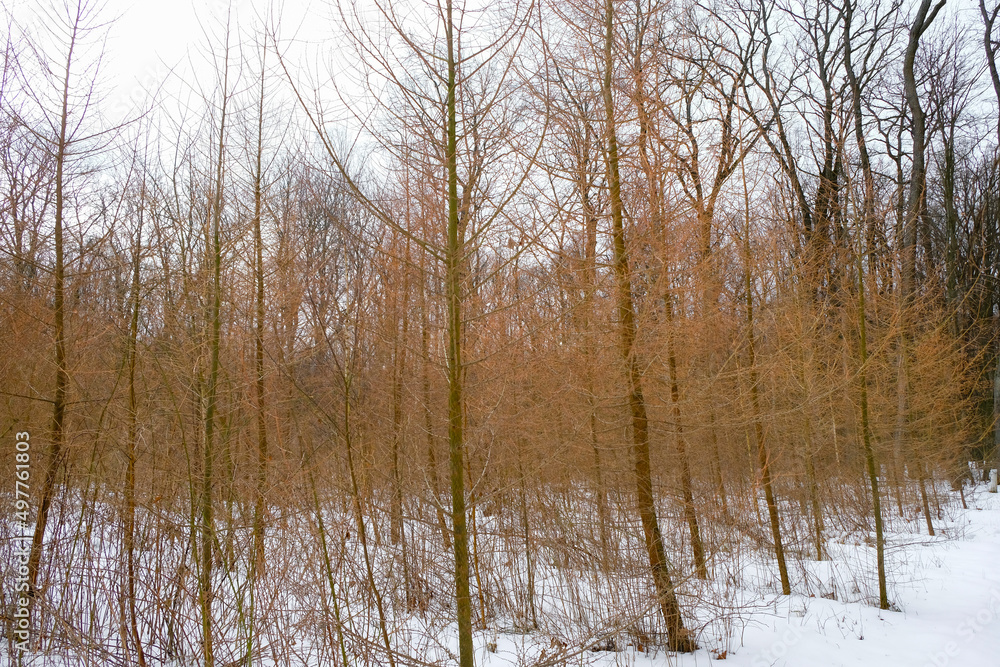 Obraz premium Woods of Japanese larch in winter. Forestry in the Volyn region, Ukraine. 
