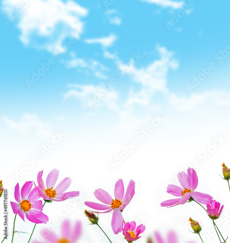 blue sky. Colorful cosmos flowers on a background of summer landscape.