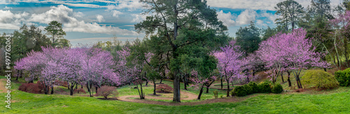 Konstfotografi Eastern redbud trees (Cercis canadensis) in spring on path to Japanese Garden at the Moven Estate near Charlottesville, Virginia