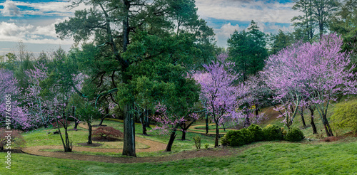 Eastern redbud trees (Cercis canadensis) in spring on path to Japanese Garden at the Moven Estate near Charlottesville, Virginia. photo