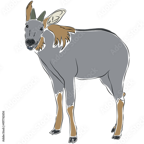  Illustration of Serow. It is another rare wild animal species.