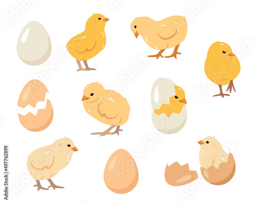 Set of little chicks birds and eggs. Chickens farm or Easter elements vector illustration isolated on white background.