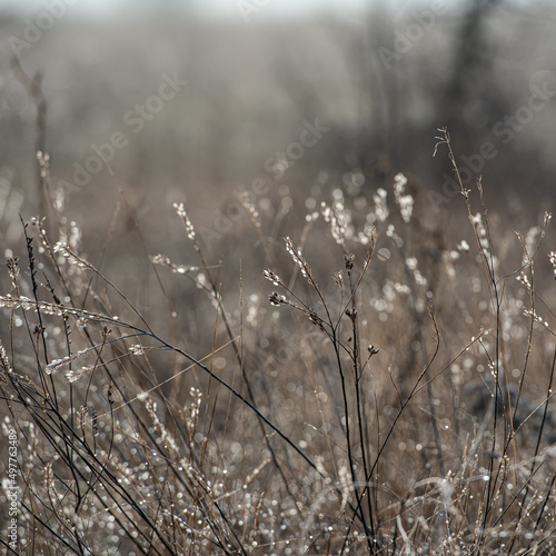 Silhouettes of dry plants and frozen water drops.