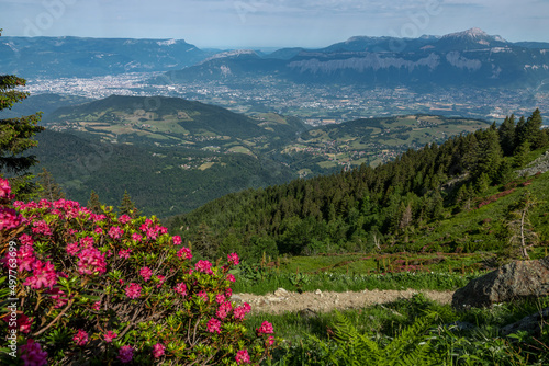 Sentier balcon de Belledonne au printemps avec rhododendron , vue sur la Chartreuse , Isère , France